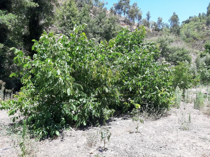 Quinta T2 para Venda em Marmelete Foto 7
