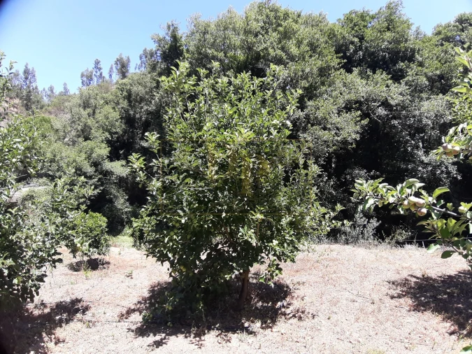 Quinta T2 para Venda em Marmelete Foto 19