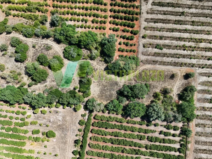 Terreno Agricola ou Rústico para Venda em Silves Foto 11