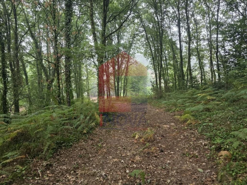 Terreno para Venda em Pico Foto 21