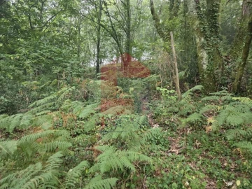 Terreno para Venda em Pico
