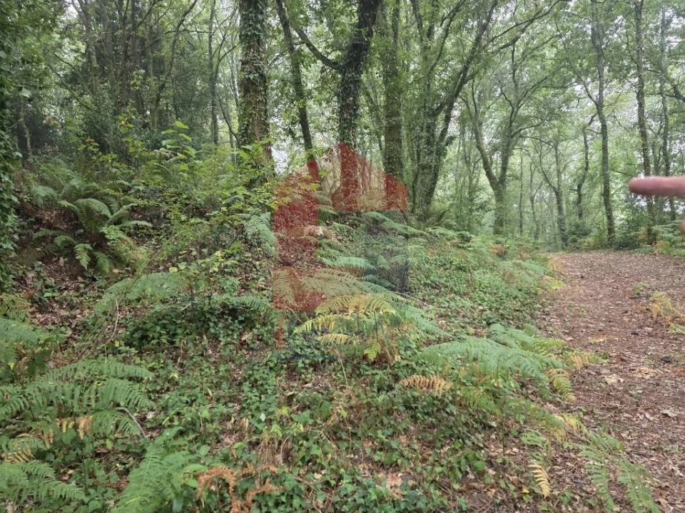 Terreno para Venda em Pico Foto 22