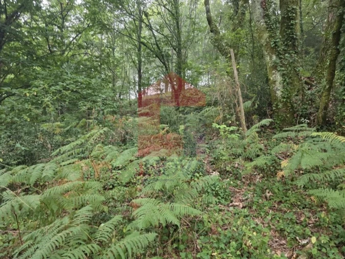 Terreno para Venda em Pico Foto 18