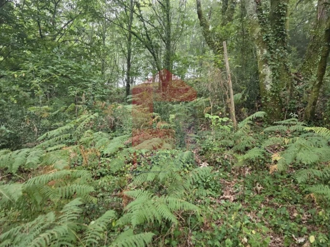 Terreno para Venda em Pico Foto 32