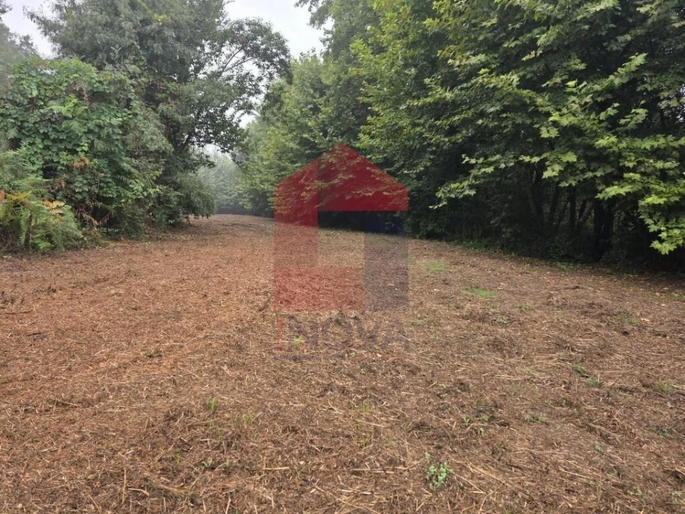Terreno para Venda em Pico Foto 9