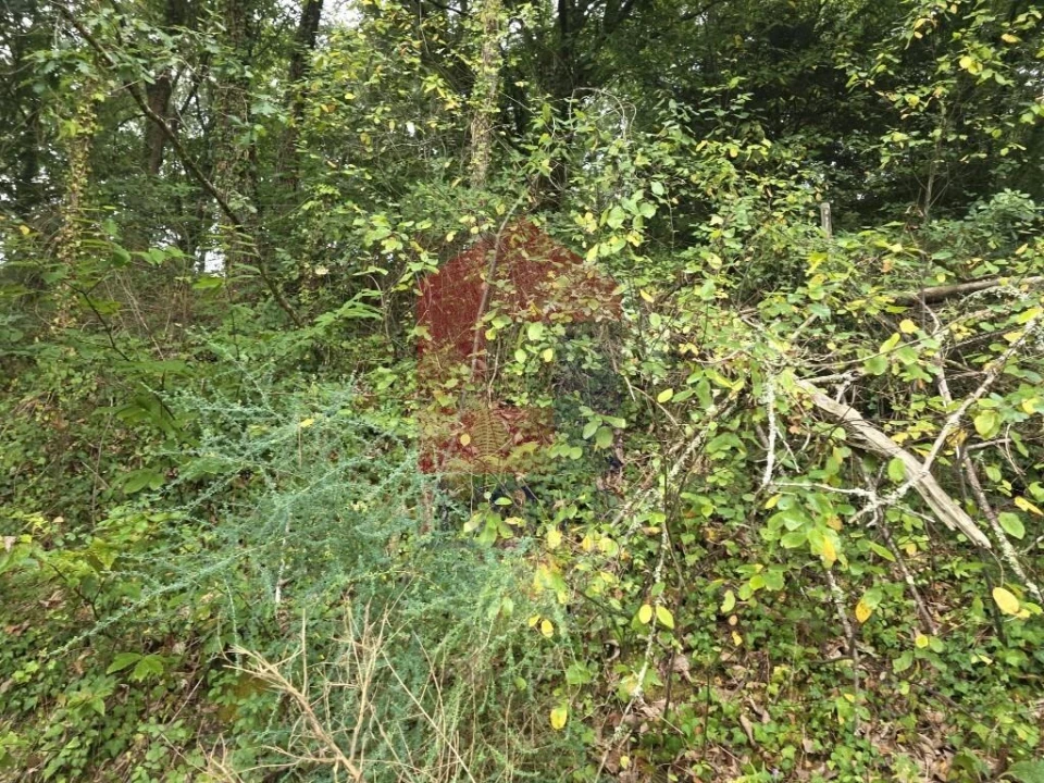 Terreno para Venda em Pico Foto 13