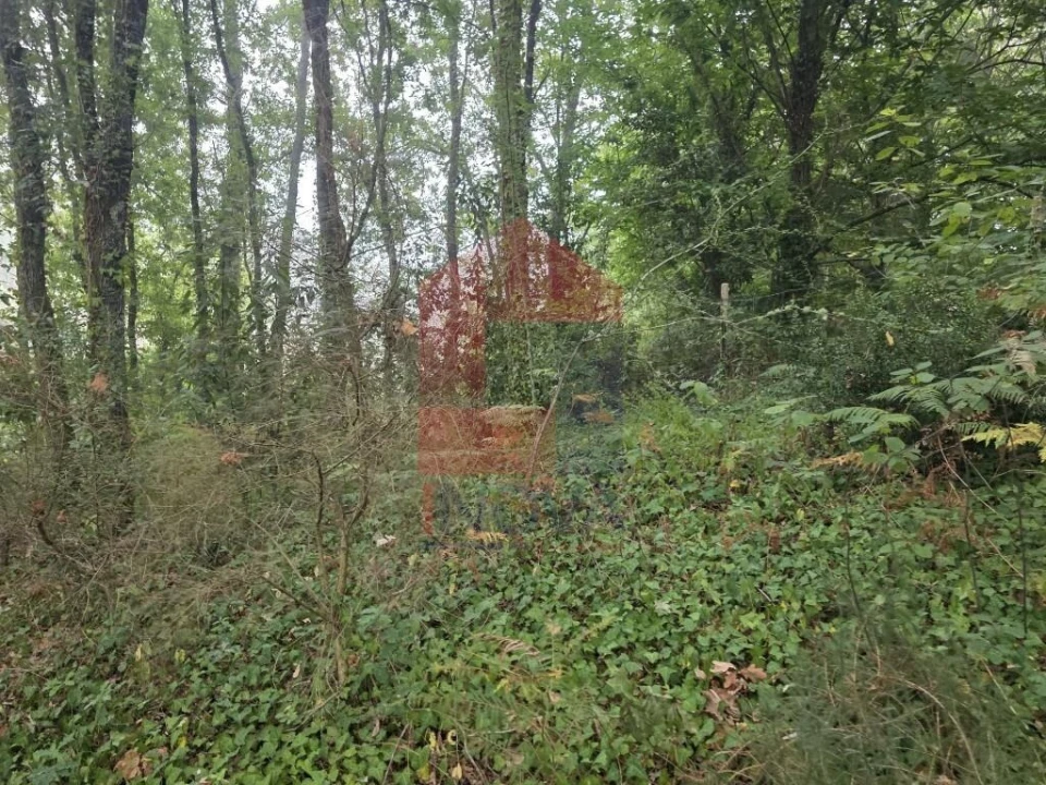 Terreno para Venda em Pico Foto 20