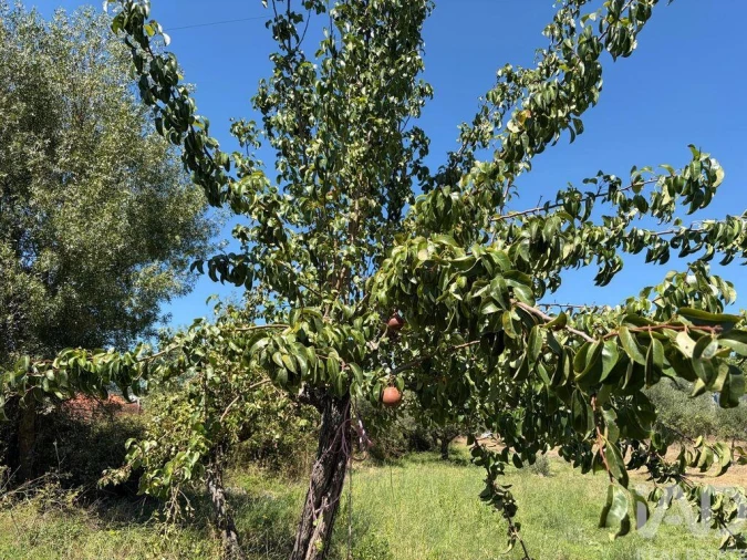 Terreno para Venda em Mira de Aire Foto 20