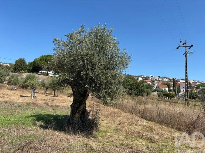 Terreno para Venda em Mira de Aire Foto 9