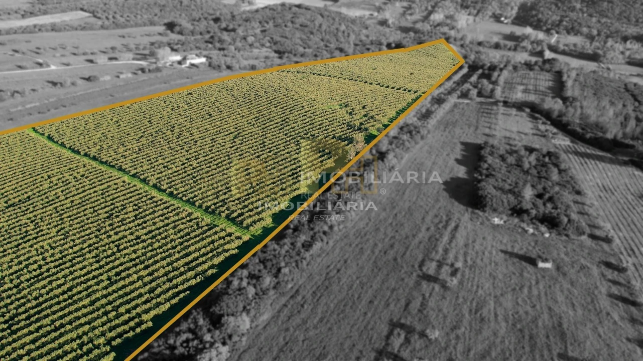 Terreno Agricola ou Rústico para Venda em Almoster Foto 4