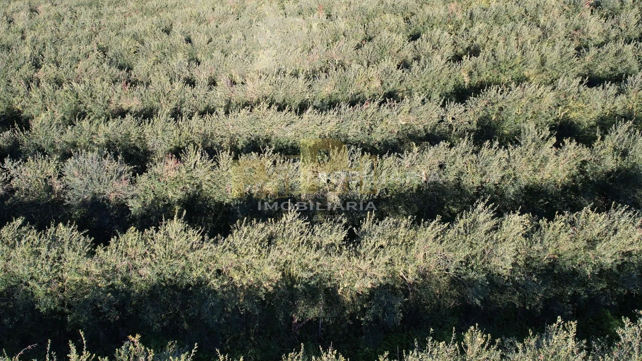 Terreno Agricola ou Rústico para Venda em Almoster Foto 7