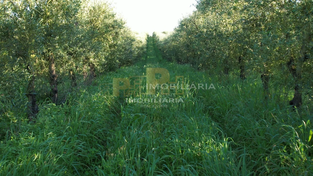 Terreno Agricola ou Rústico para Venda em Almoster Foto 6