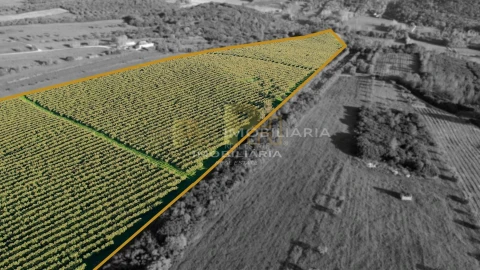 Terreno Agricola ou Rústico para Venda em Almoster