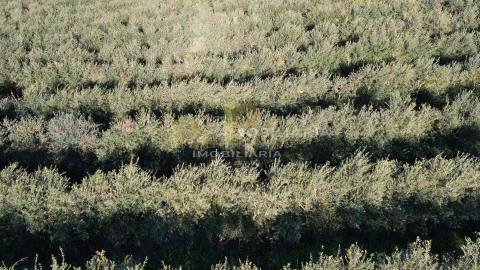 Terreno Agricola ou Rústico para Venda em Almoster