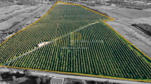 Terreno Agricola ou Rústico para Venda em Almoster