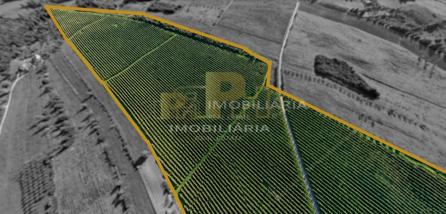 Terreno Agricola ou Rústico para Venda em Almoster Foto 2