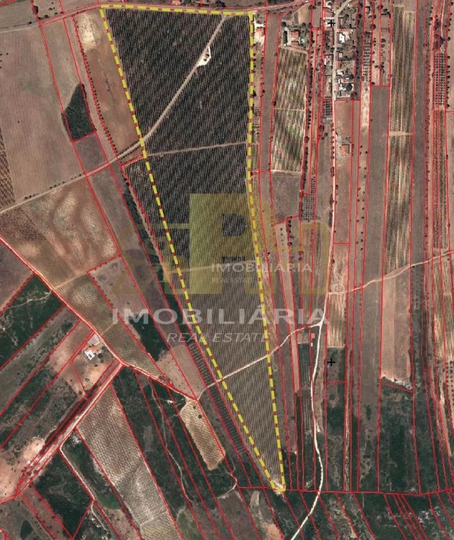Terreno Agricola ou Rústico para Venda em Almoster Foto 9