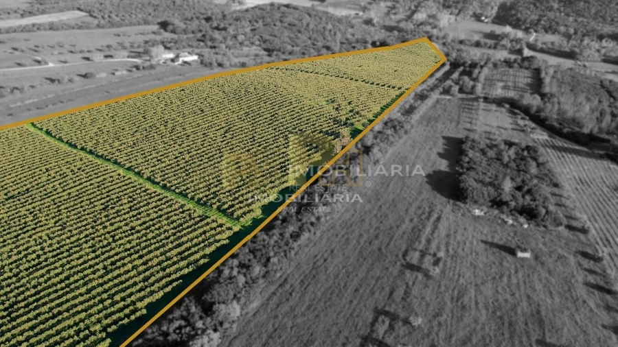 Terreno Agricola ou Rústico para Venda em Almoster Foto 4