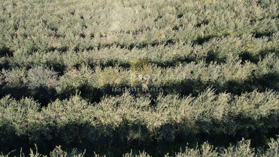 Terreno Agricola ou Rústico para Venda em Almoster Foto 7