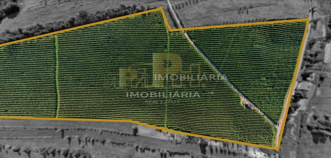 Terreno Agricola ou Rústico para Venda em Almoster Foto 3