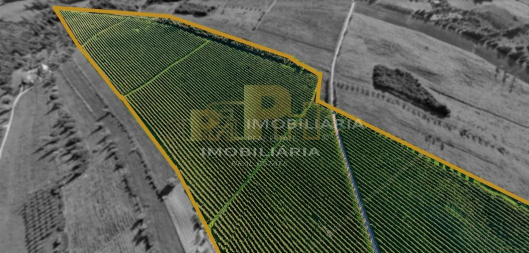 Terreno Agricola ou Rústico para Venda em Almoster Foto 2