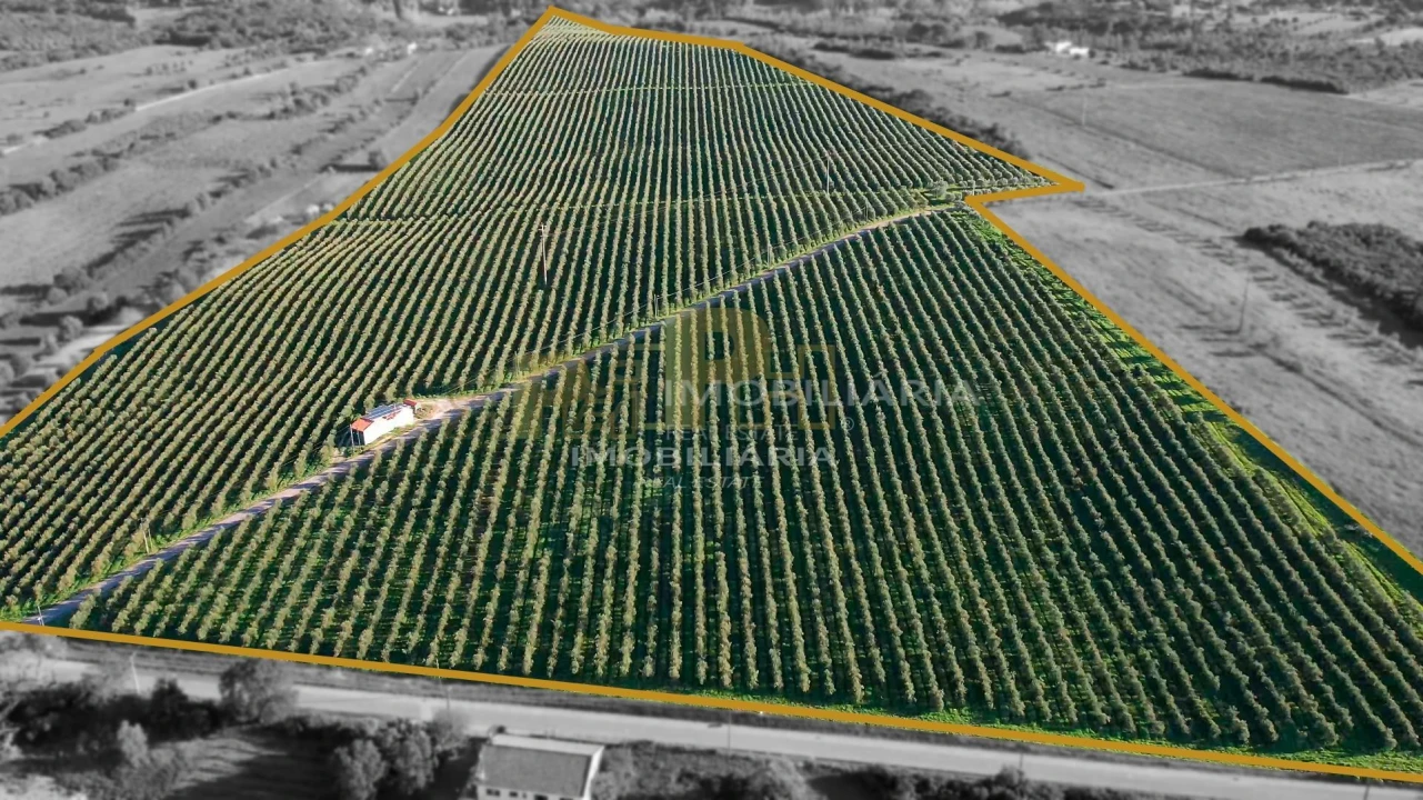 Terreno Agricola ou Rústico para Venda em Almoster Foto 1
