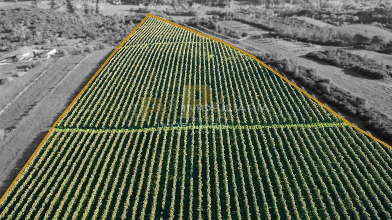 Terreno Agricola ou Rústico para Venda em Almoster Foto 5