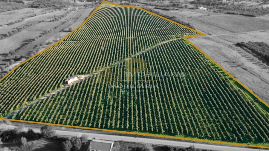 Terreno Agricola ou Rústico para Venda em Almoster