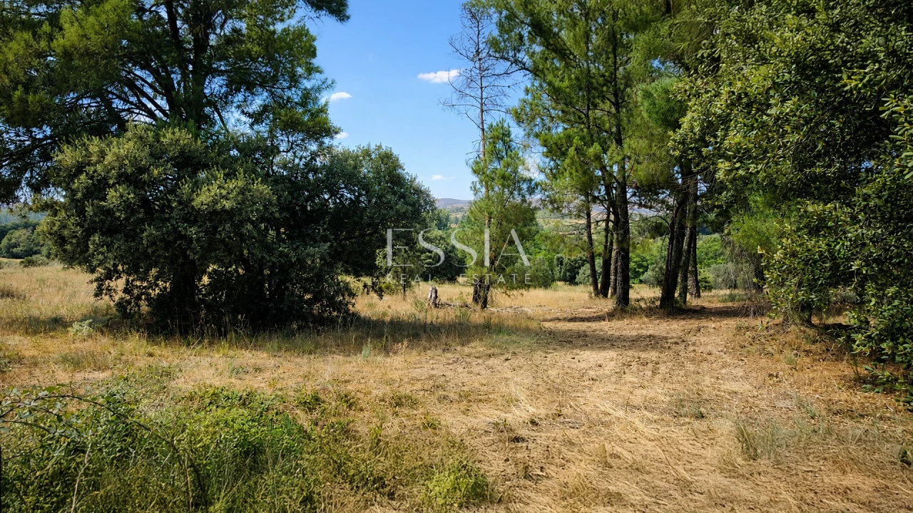 Quinta T4 para Venda em São Pedro e Santa Maria e Vila Boa do Mondego Foto 5
