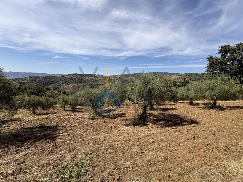 Terreno Agricola ou Rústico para Venda em Alfandega da Fe Foto 17