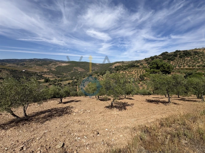 Terreno Agricola ou Rústico para Venda em Alfandega da Fe Foto 12