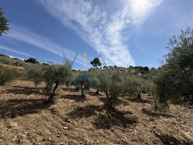 Terreno Agricola ou Rústico para Venda em Alfandega da Fe Foto 19