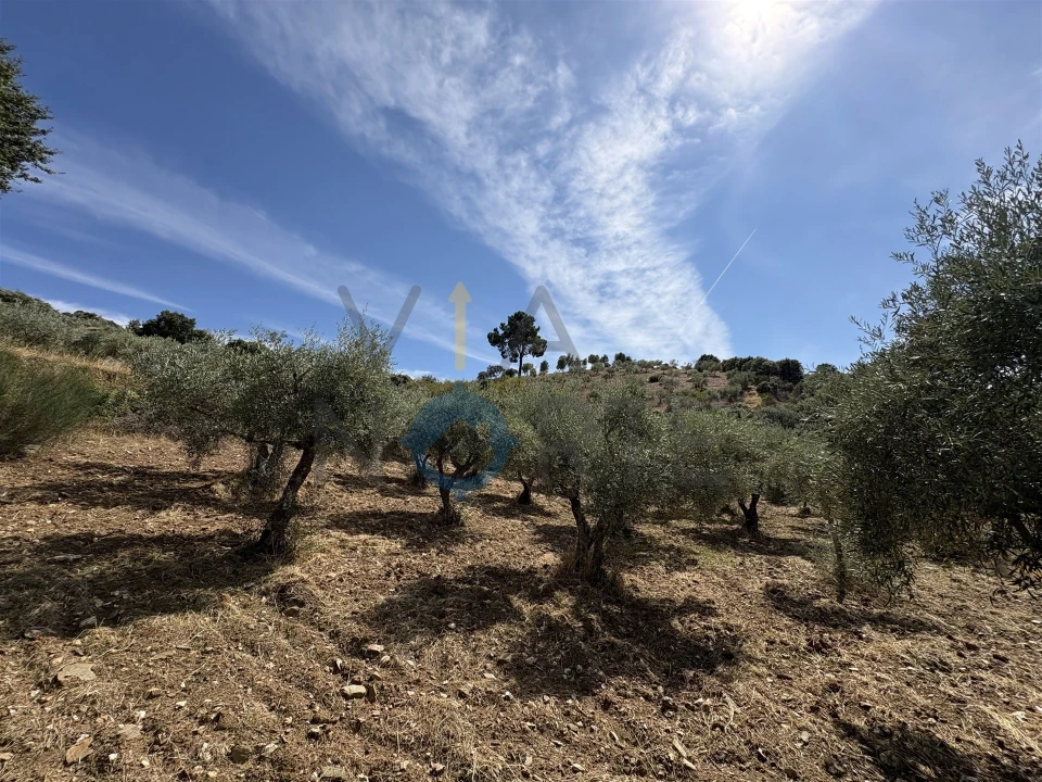 Terreno Agricola ou Rústico para Venda em Alfandega da Fe Foto 19