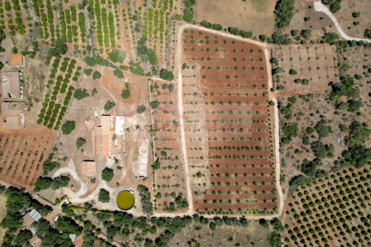 Quinta T5 para Venda em São Bartolomeu de Messines Foto 10