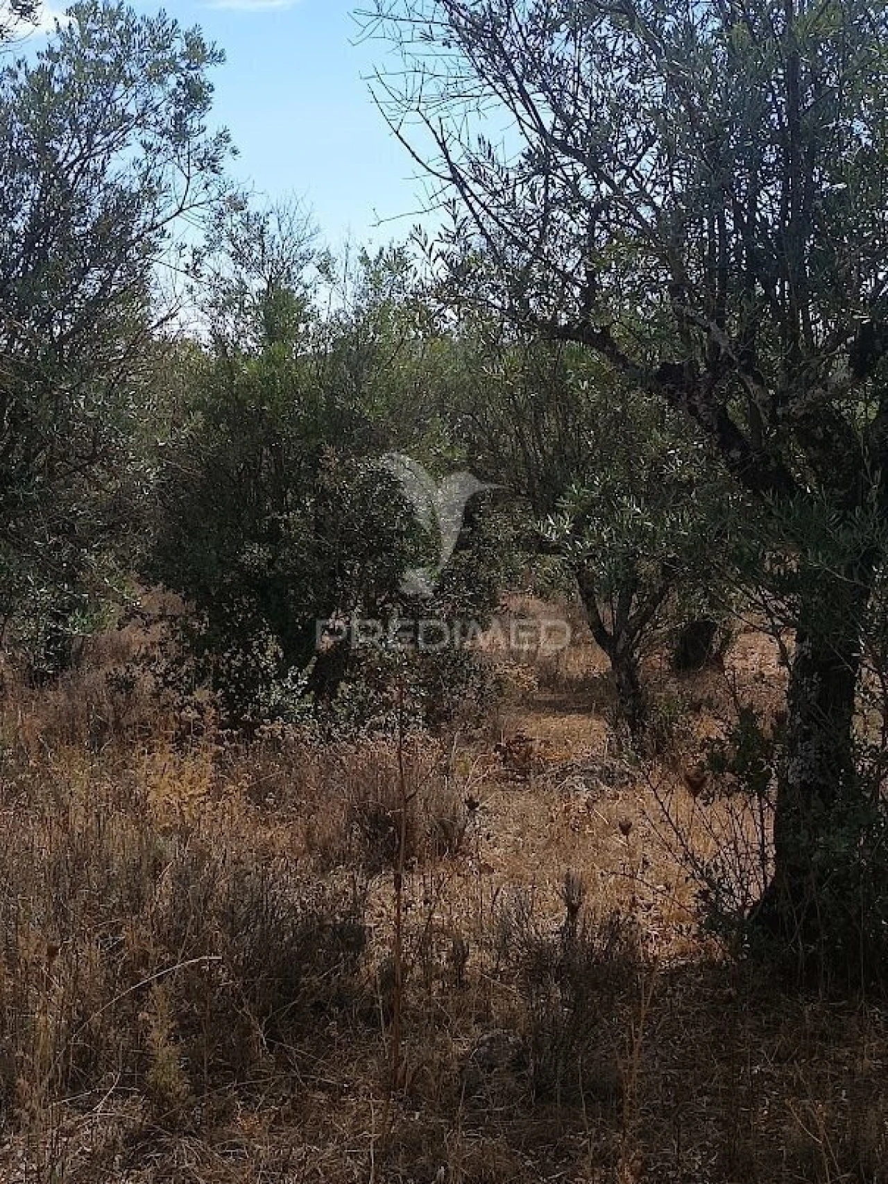 Terreno para Venda em Nossa Senhora da Conceição e São Bartolomeu Foto 20