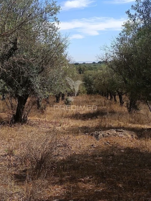 Terreno para Venda em Nossa Senhora da Conceição e São Bartolomeu