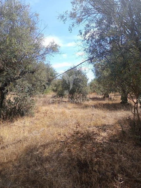 Terreno para Venda em Nossa Senhora da Conceição e São Bartolomeu