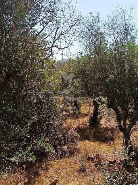 Terreno para Venda em Nossa Senhora da Conceição e São Bartolomeu