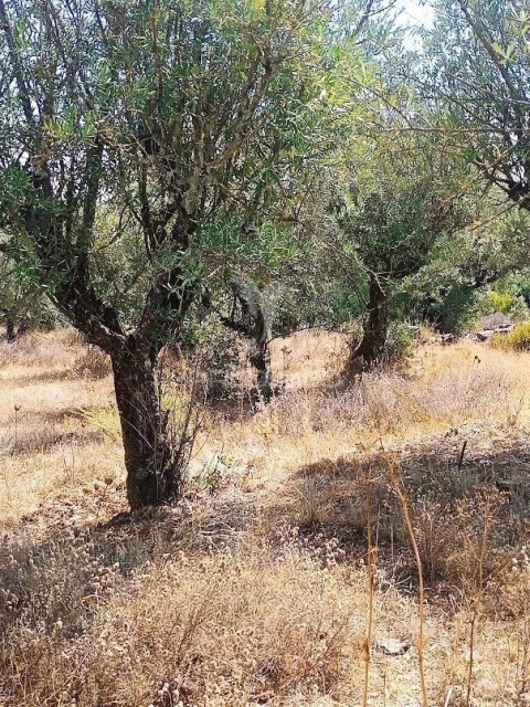 Terreno para Venda em Nossa Senhora da Conceição e São Bartolomeu