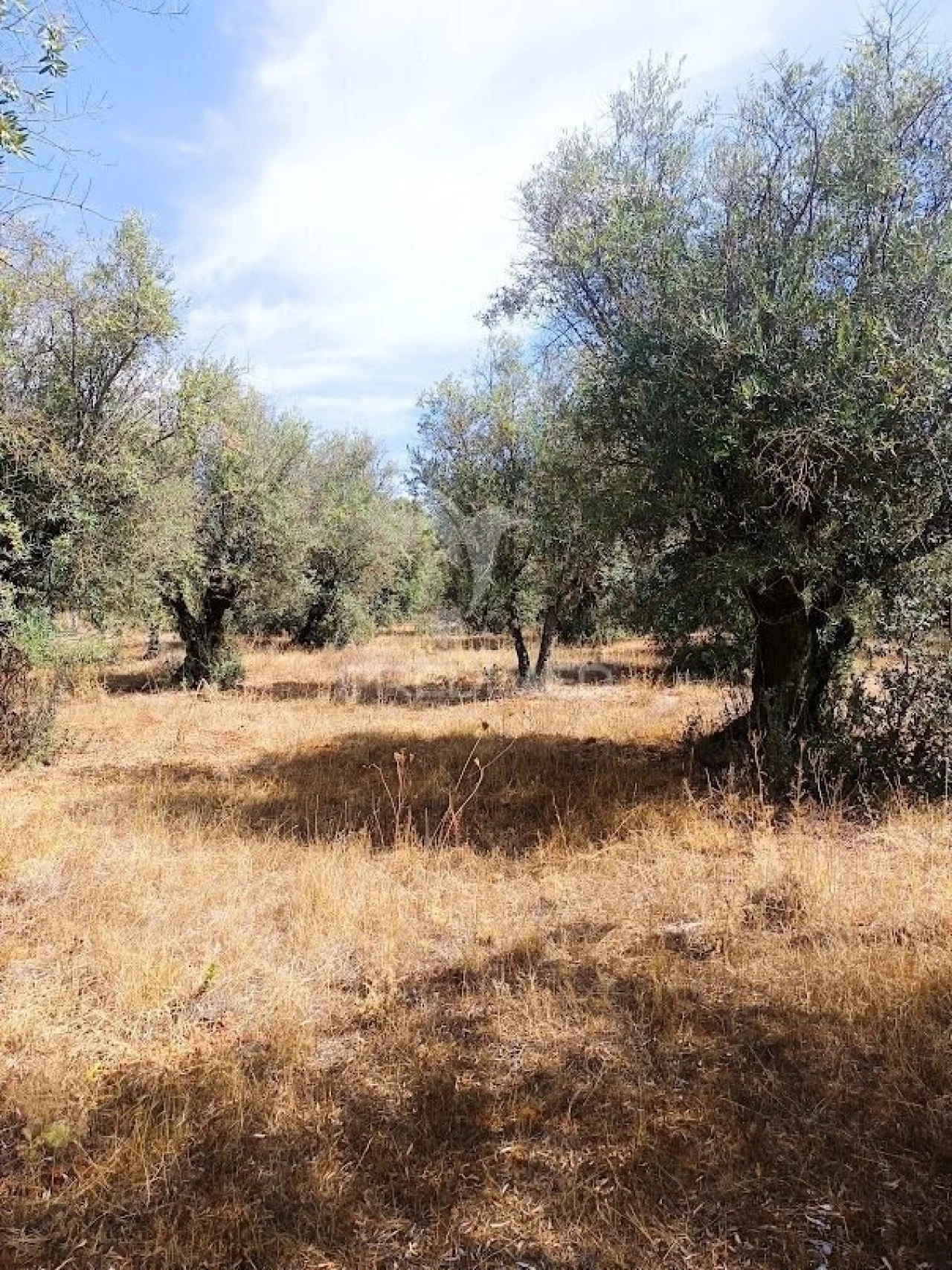 Terreno para Venda em Nossa Senhora da Conceição e São Bartolomeu Foto 30