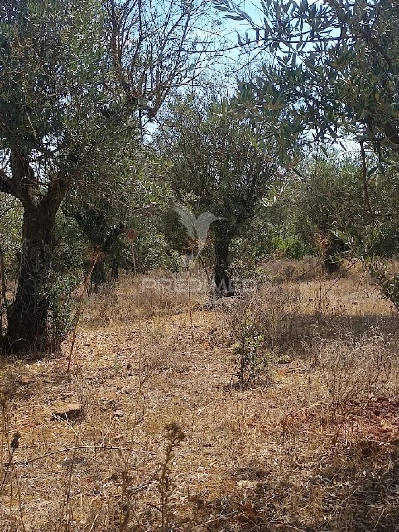 Terreno para Venda em Nossa Senhora da Conceição e São Bartolomeu Foto 23
