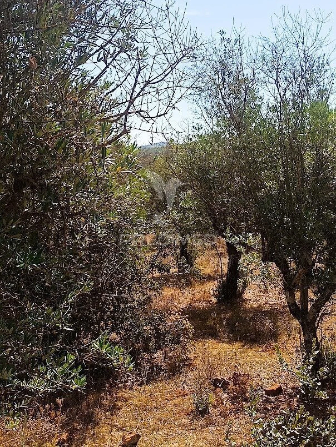 Terreno para Venda em Nossa Senhora da Conceição e São Bartolomeu Foto 8