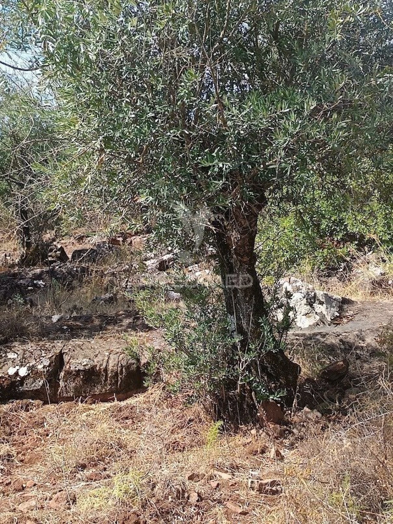Terreno para Venda em Nossa Senhora da Conceição e São Bartolomeu Foto 14