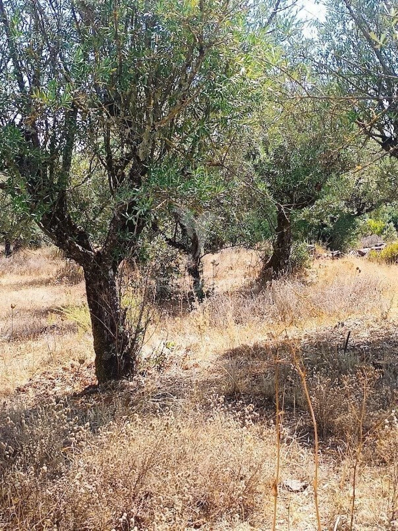 Terreno para Venda em Nossa Senhora da Conceição e São Bartolomeu Foto 31