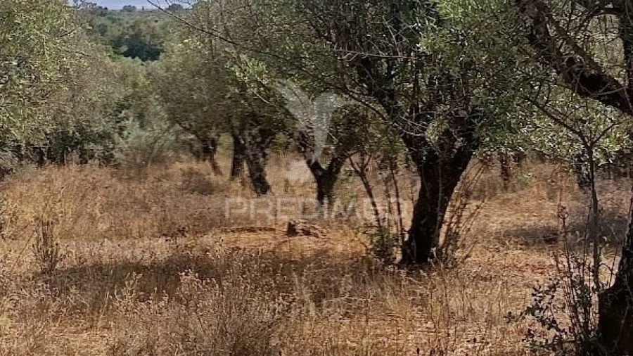 Terreno para Venda em Nossa Senhora da Conceição e São Bartolomeu