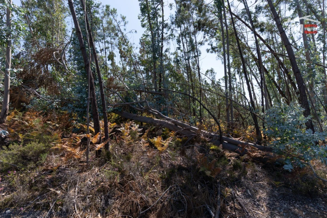 Terreno Agricola ou Rústico para Venda em Caranguejeira Foto 6