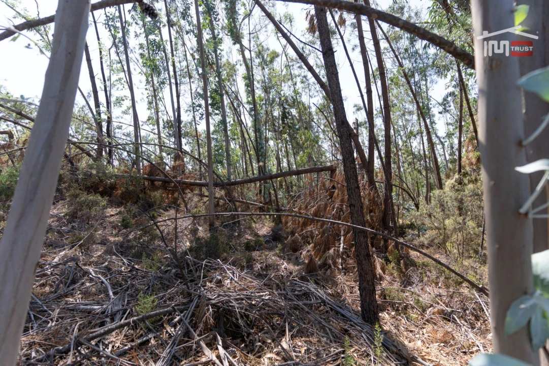 Terreno Agricola ou Rústico para Venda em Caranguejeira Foto 9