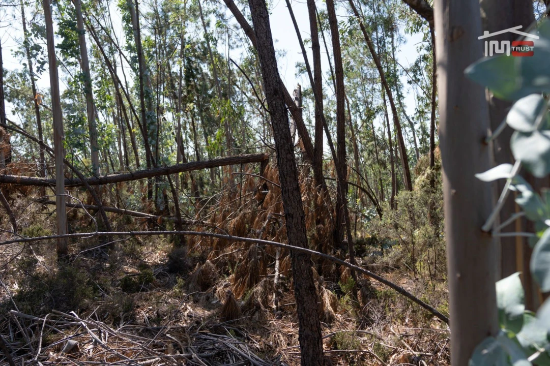Terreno Agricola ou Rústico para Venda em Caranguejeira Foto 11