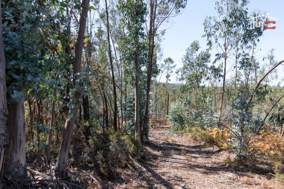 Terreno Agricola ou Rústico para Venda em Caranguejeira Foto 13