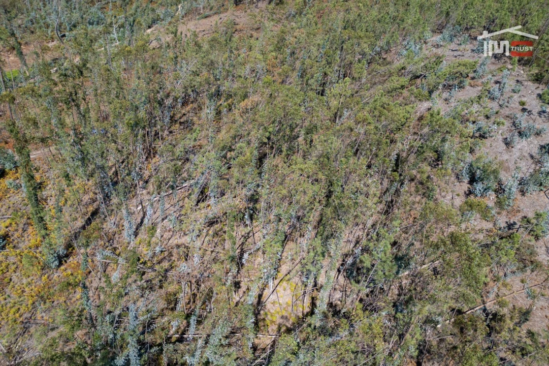 Terreno Agricola ou Rústico para Venda em Caranguejeira Foto 18